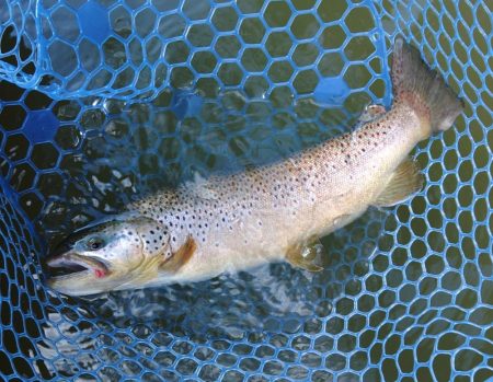 備えあれば患いなし ～岡崎トラウトポンド～…